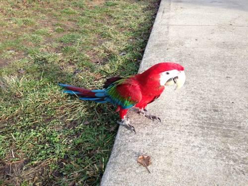 Greenwing Macaw baby