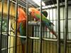 Greenwings Macaws bonded pair