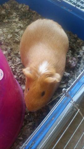 guinea pig with cage