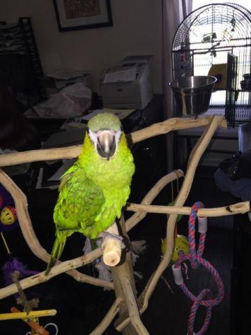 Hahn Mini Macaw 9 months old extremely tame and gentle DNA male