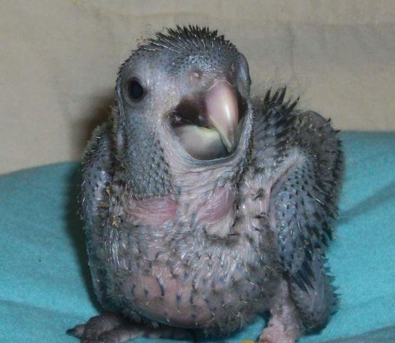 Hahn's Macaw Baby
