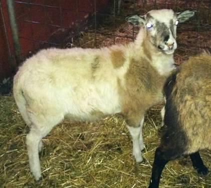 Hair Sheep - Ewe and Ewe Lambs