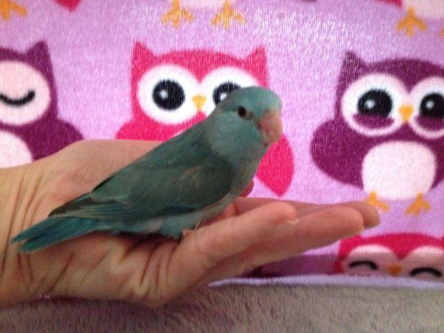 Hand fed baby blue parrotlets