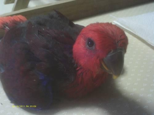 Hand-Fed Baby Eclectus Parrot