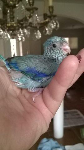 Hand Fed Baby Parrotlets