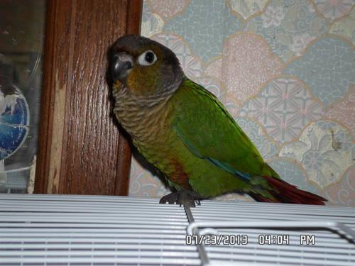 Hand-fed Baby Yellow-sided Green Cheek Conures