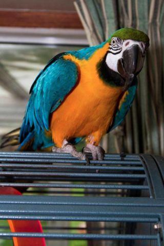 Hand-reared Blue & Gold macaw Parrots