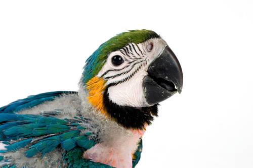 Handfed Babies Available - Macaws, Cockatoos, Amazons!!