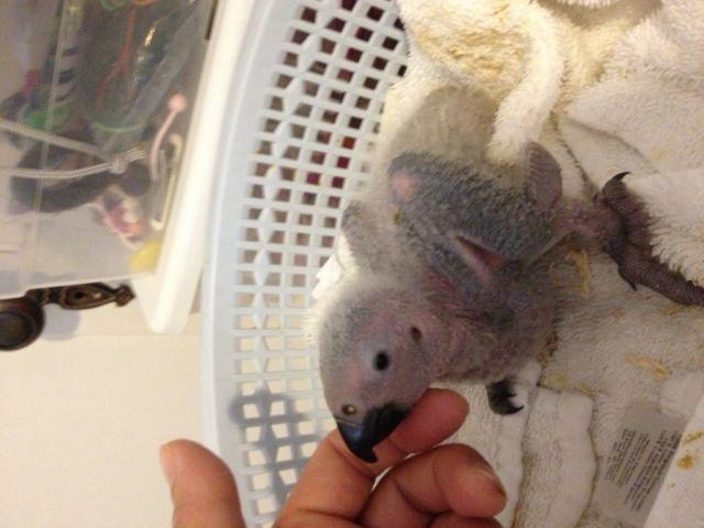 Handfed baby African grey (bird parrot)