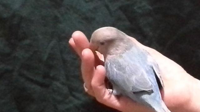 Handfed baby lovebird