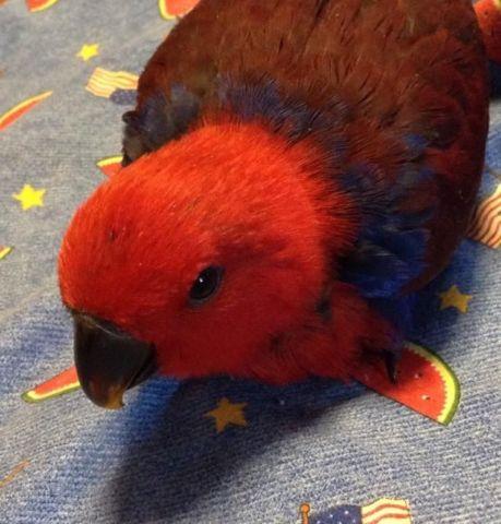 Handfed Eclectus Baby, 11 weeks old