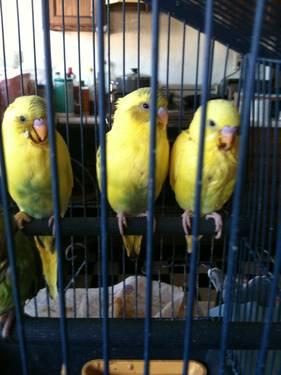 Handfed Parakeets
