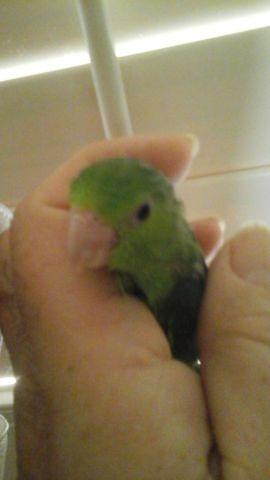 Handfed Tamed Parrotlet Available..