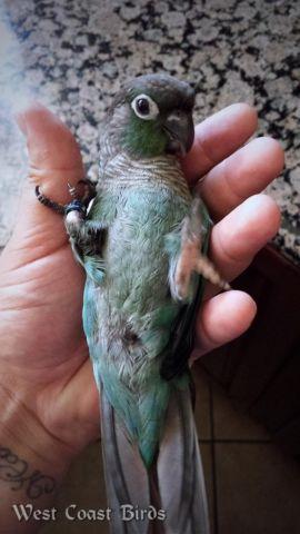 Handfed Turquoise Green Cheek Conure