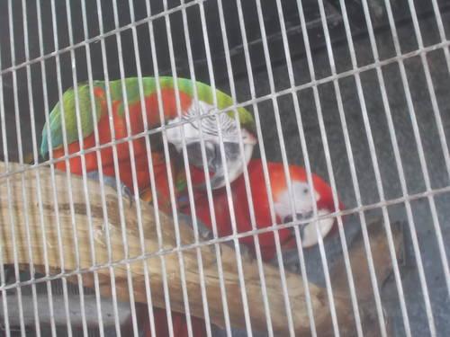 Harlequin Macaw Pair