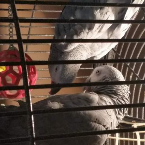 Healthy bonded pair of African Grays