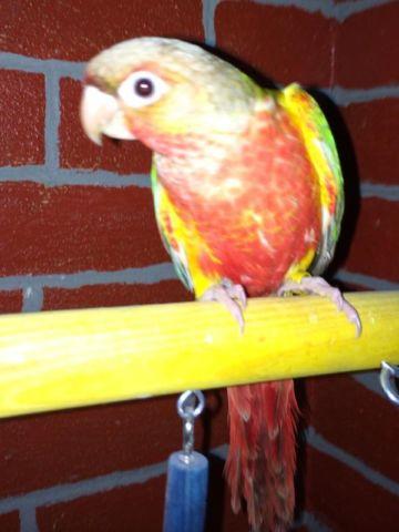 High Red Pineapple Conure