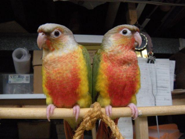 HIGH RED PINEAPPLE CONURE