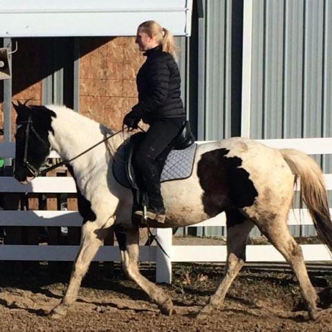 Horse for sale or lease. Black and White Paint Mare