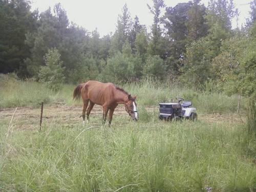 HORSE IN NEED OF A HOME