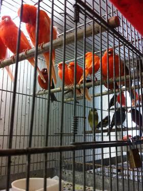 HUNDREDS OF CANARIES AVAILABLE