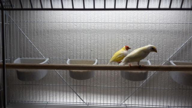 I have a pair of lady Golden Finch beautiful and healthy for sale