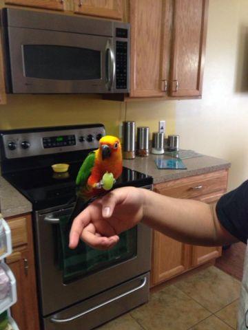 Janday Conure