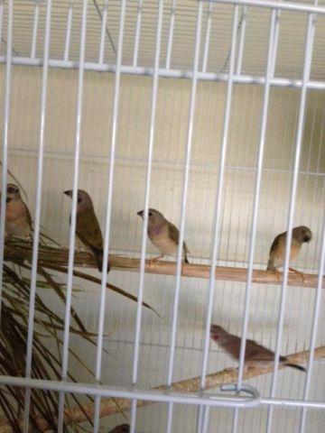 Java rice finches