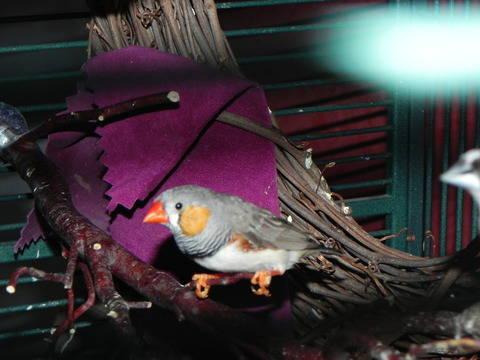 Java Sparrow Finch for Sale