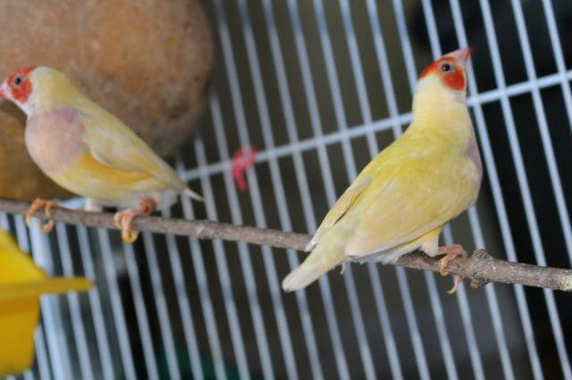 Juvenile Lady Gouldian Finches For Sale