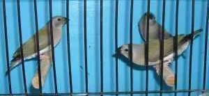 Juveniles Gouldian Finches - Will Ship.
