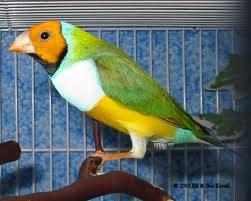 Lady Gouldian finches for sale!