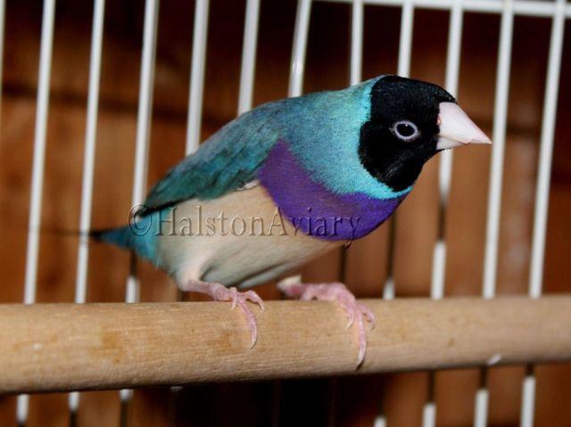 Lady Gouldian Finches
