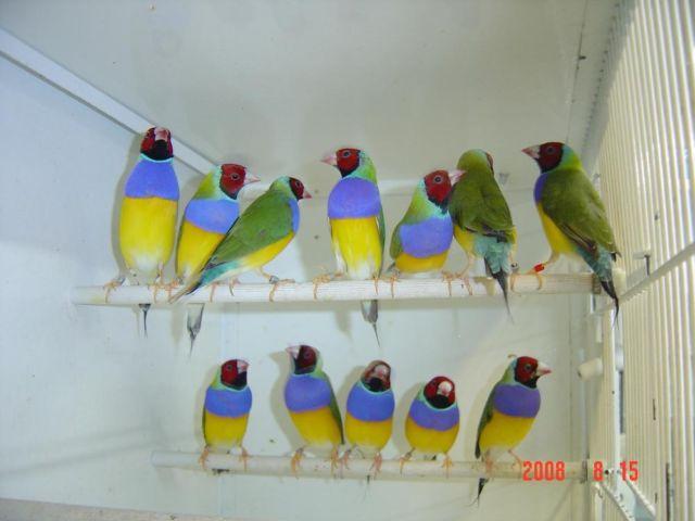 LADY GOULDIAN FINCHES