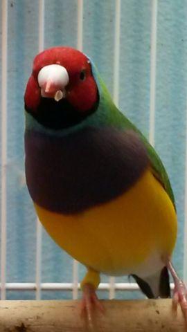 Lady gouldians finches