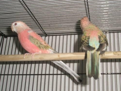 lineolated parakeets