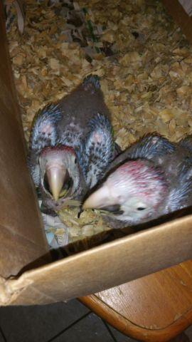 Macaw babies