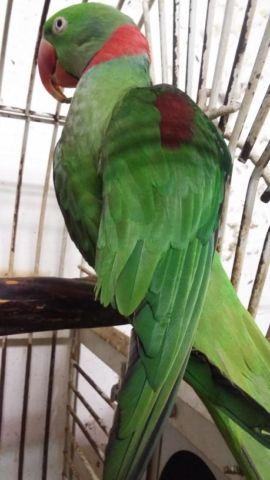 Male Alexanderine Parakeet