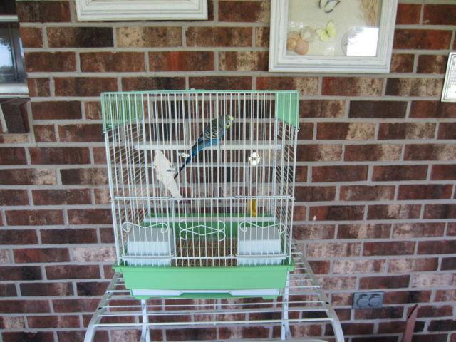 Male and female parakeet w/ two cages
