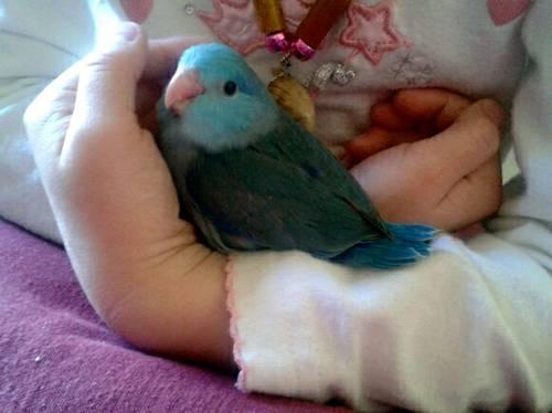 Male Blue Parrotlet Looking to Trade