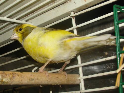 Male canary