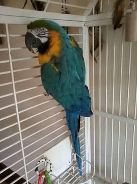 Male Catalina Macaw- Just turned One years old