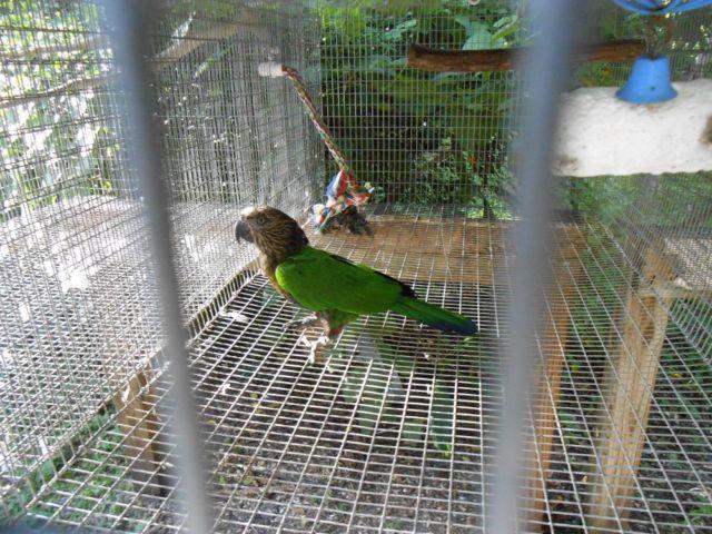 Male hawkhead parrot
