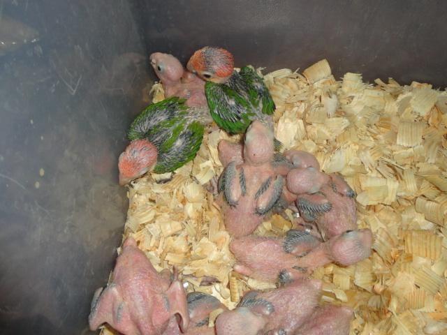 Many White Bellied Caique Babies Available At $550 Each (772)285-5947