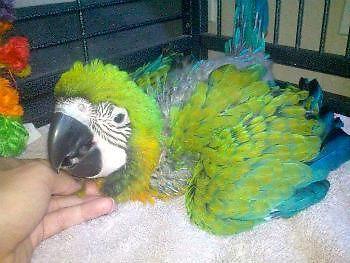 Miligold Macaw Baby