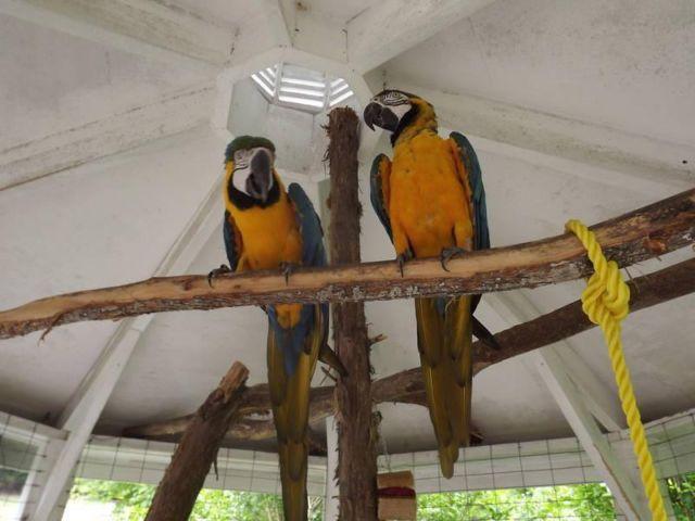 miltary macaw 450 firm