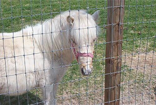 Mini Horse Stud Colt 11mos. Old PRICE REDUCED AGAIN!!