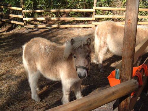 Mini Horse's Ready for new GOOD home's