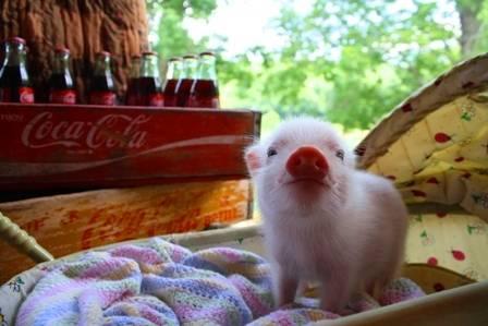 Mini Teacup Pig - Blue-Eyed - Micro Pigs - Miniature Piggies