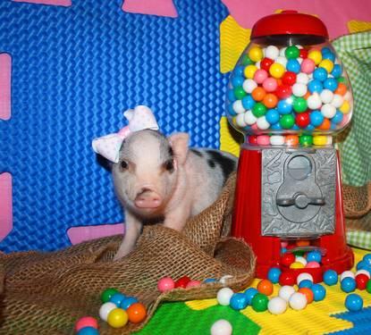 Mini Teacup Pig - Blue-Eyed - Miniature Piggies - Nano - Micro Pigs
